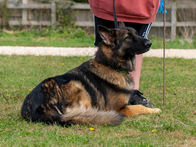 Dogs of all different breeds took part.
Is this your pet?