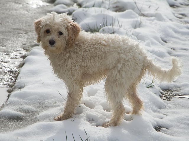 Though they may look cute, these small lively dogs can also be highly destructive, with an average cost of £233 per year for owners.