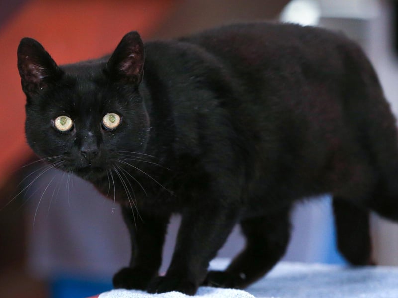 Nelson had a tricky past before coming to Stubbington but now he needs lots of love and affection in a quiet home. Nelson is not very playful as he is quite timid, but with the right owners, Nelson will fit right in. He'll need to be the only pet in the home and needs a lot of personal space. Nelson also cannot be rehomed in the Winchester area.