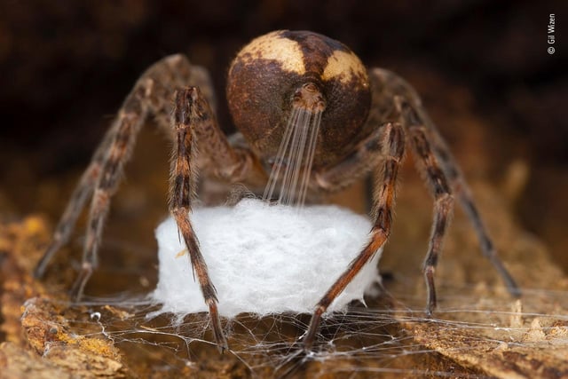 Gil Wizen (Israel/Canada) finds a fishing spider stretching out silk from its spinnerets to weave into its egg sac. Gil discovered this spider under loose bark. Any disturbance might have caused the spider to abandon its project, so he took great care. ‘The action of the spinnerets reminded me of the movement of human fingers when weaving,’ Gil says. These spiders are common in wetlands and temperate forests of eastern North America. More than 750 eggs have been recorded in a single sac. Fishing spiders carry their egg sacs with them until the eggs hatch and the spiderlings disperse.