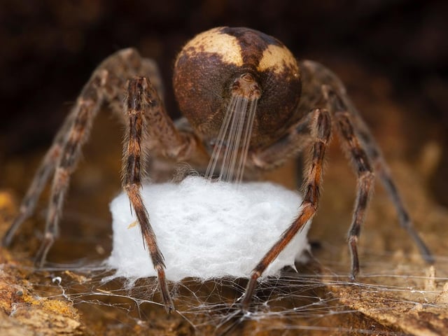Gil Wizen (Israel/Canada) finds a fishing spider stretching out silk from its spinnerets to weave into its egg sac. Gil discovered this spider under loose bark. Any disturbance might have caused the spider to abandon its project, so he took great care. ‘The action of the spinnerets reminded me of the movement of human fingers when weaving,’ Gil says. These spiders are common in wetlands and temperate forests of eastern North America. More than 750 eggs have been recorded in a single sac. Fishing spiders carry their egg sacs with them until the eggs hatch and the spiderlings disperse.