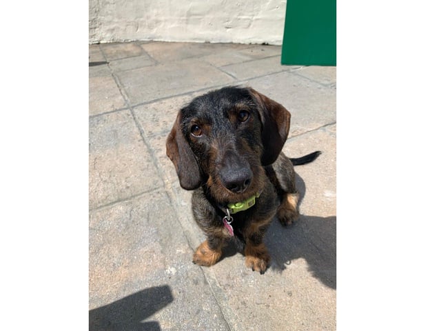 First place went to Ruby, sponsored by Dogue Design UK
