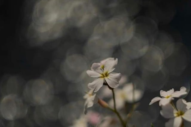 Up close shot of blossom by @magdalenamlfotoart
