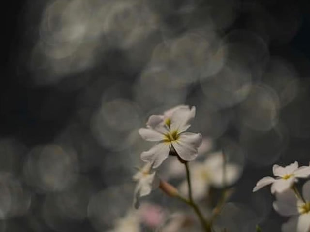 Up close shot of blossom by @magdalenamlfotoart