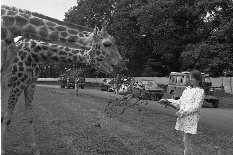 Back to July 1972 and it is feeding time for the giraffes at Lambton Lion Park.