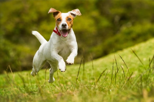 The Jack Russell ranks in the top five
