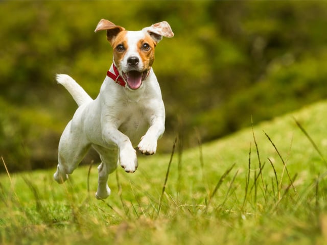 The Jack Russell ranks in the top five