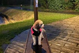 Marley enjoying a trip to the Hilsea shoreline. Picture: Jodie Goodchild-Gwyther