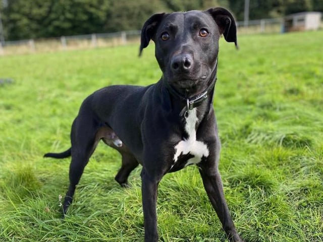 Meet Hagrid - a sweet natured, almost two year old, black and white lurcher type/whippet crossbreed. An expert jumper, he will need a private and secure garden with fencing of at least 6ft! He is lovable character, with plenty of quirks, but needs time to feel comfortable around new people. He loves nothing more than playing tuggy and snuggling up. He could live with secondary age children, preferably not with a cat, and would prefer to be the only dog in a household. He loves food and treats and is always on the go. See: https://www.rspca.org.uk/findapet/details/-/Animal/HAGRID/ref/BSA2104836/rehome