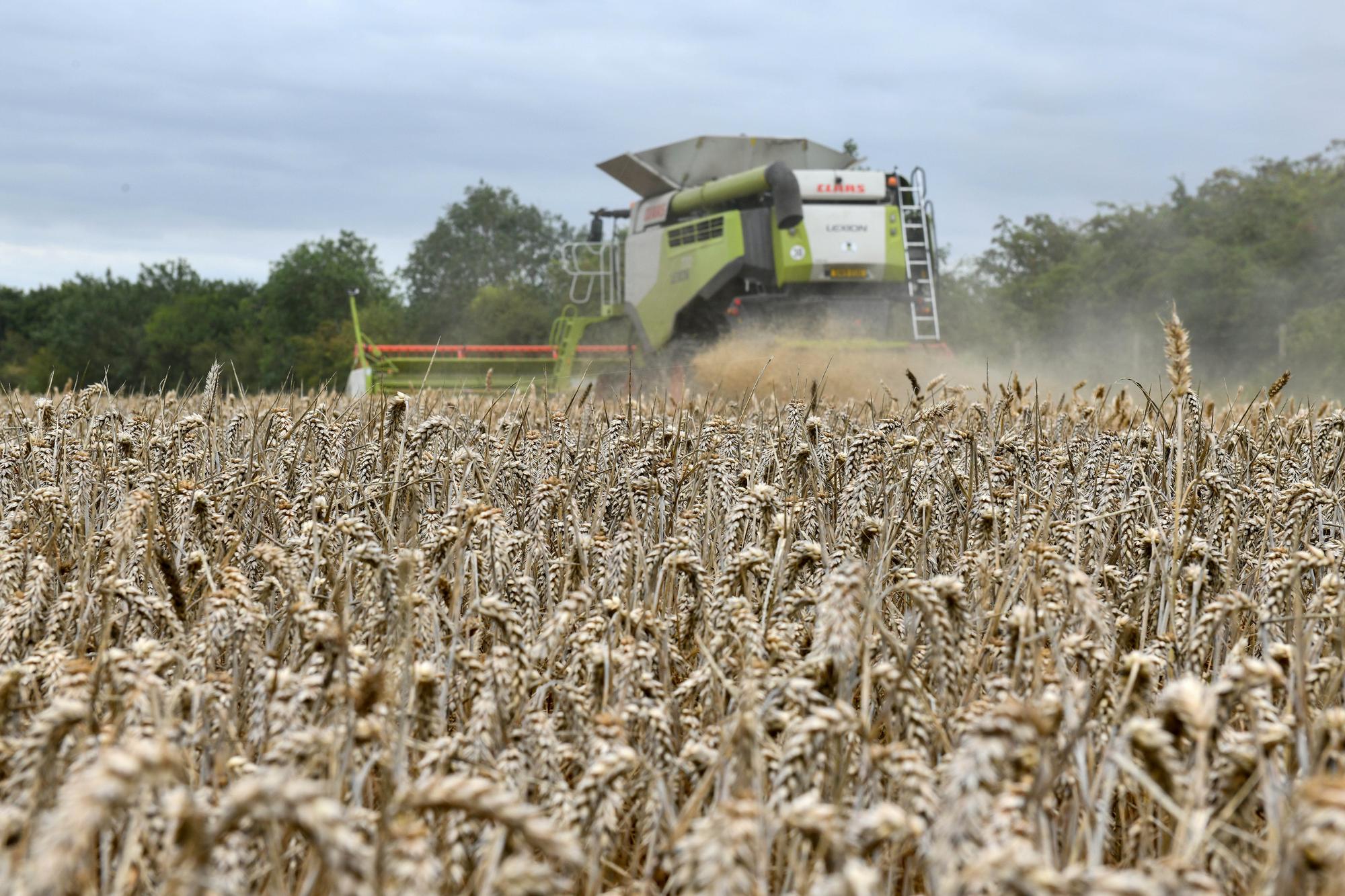 Wheat harvest at Wheatrig Farm, Longniddry.