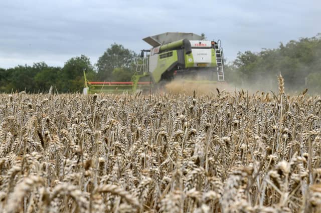 Wheat harvest at Wheatrig Farm, Longniddry.