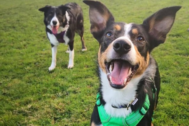 Toby and Tom are a dynamic duo who are absolutely devoted to eachother and are looking for a home together. Aged around 2 years old, Toby is an energetic and playful collie who loves long walks. They can both be a little unsure around new people, but are sure to be very rewarding additions to any home.