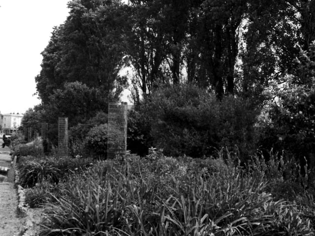 Trees at Southsea Common in June 1978