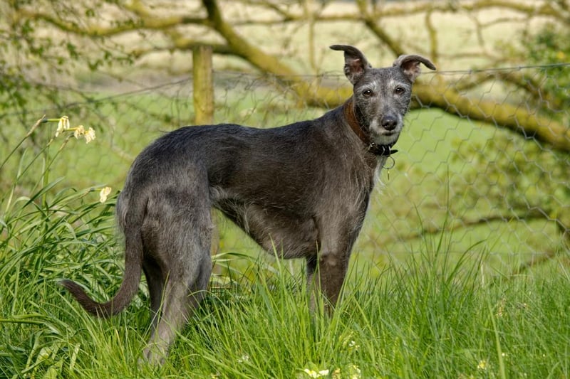 Lurchers – derived from crossing a sight hound breed with a working dog – were reported stolen 74 times. Of these, 63 were identified just as lurchers, while 11 were crossed with another breed.