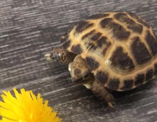Kirstie Beckingham shared this picture of Red the tortoise.