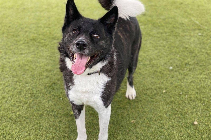 “Kai can be a bit nervous at first towards new people but once he gets to know you he loves nothing more than a fuss and long walk. Whilst he would be best suited to being the only pet in the house he would enjoy walks with other dogs.”