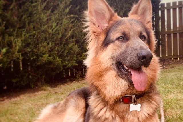 Kirsty Walker said: Bear ... my rescue German Shepherd born without a tail! One in a million.