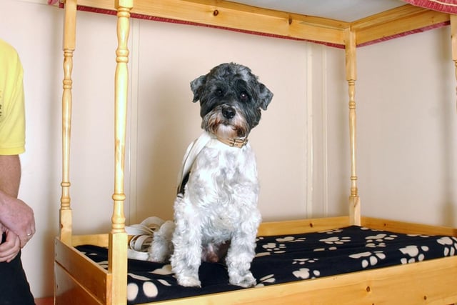 Adam the Tibetan Terrier tries out a four poster bed in the Elizabethan Suite of the new luxury hotel La Maison de Chien. Remember this from 14 years ago?