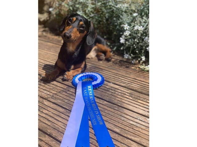 Slinky, owned by Chloe Givans, who said: 'We cant wait to receive all the prizes from the amazing sponsors and to look super handsome when we're allowed back on group walks!'