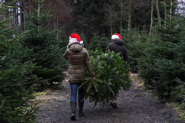 There's still time to walk away with your own real Christmas tree this year. Check out our guide to ten of the best places in and around Nottinghamshire to buy from.