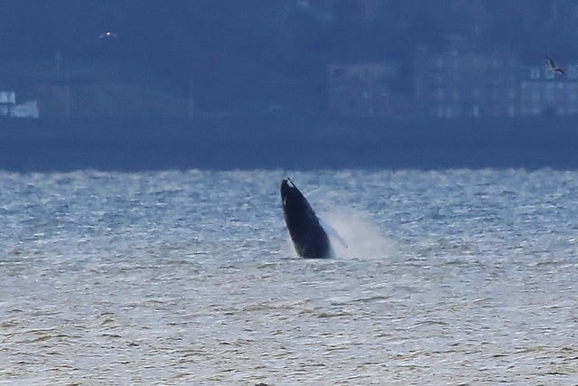 The next photo in sequence shows the whale reaching higher out of the water.