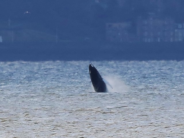 The next photo in sequence shows the whale reaching higher out of the water.