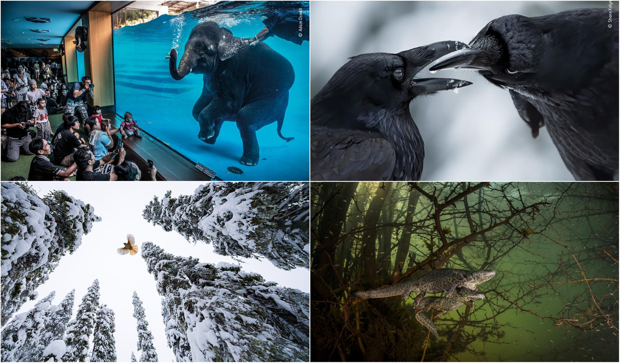 Wildlife Photographer of the Year showcases the worlds best nature photography to a global audience.