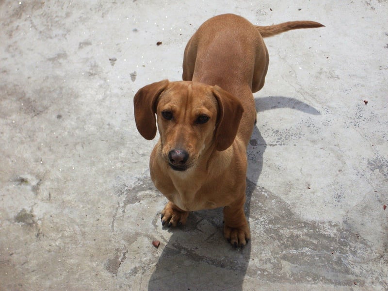 The 'sausage dog' has always been a popular breed in the UK