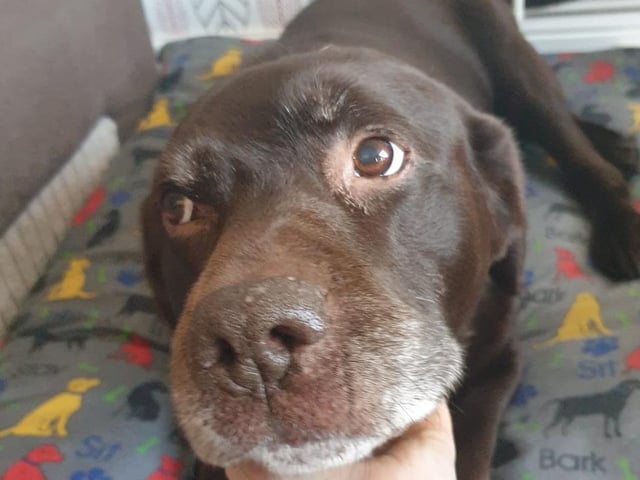 Adorable dog photo from Kirsty Richardson.