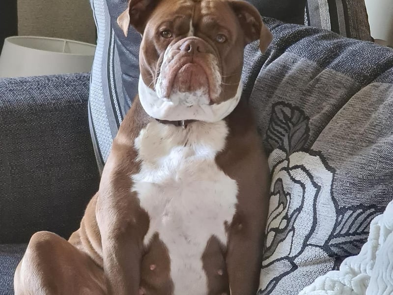 This is Bella, owned by Clare Larkin.