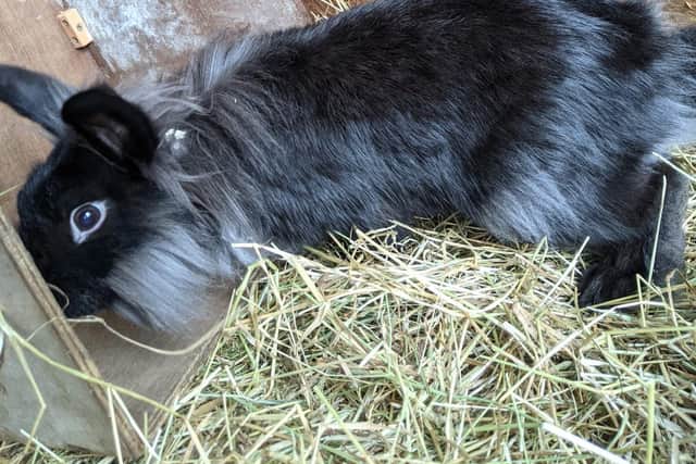 A male black lionhead rabbit is being fostered by Animal Rescue Officer (ARO) Liz Braidley and the other rabbits are in the care of the RSPCA Macclesfield branch.