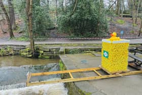 The ducks ready for the race in Endcliffe Park by Rebekah Matthews