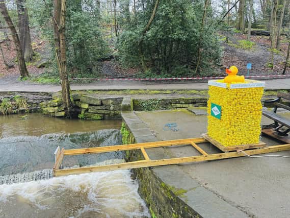 The ducks ready for the race in Endcliffe Park by Rebekah Matthews