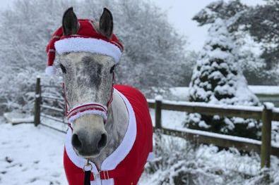 Possibly the MOST Christmas ready pony we've ever seen. Photo by Gemma Huyton.