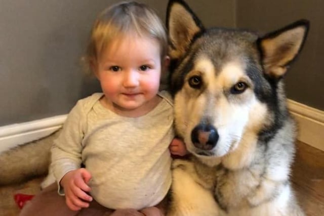 Max the Malamute with Emelie. Shared by Rebecca Jordan.