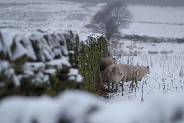 Police say sheep in Sheffield are increasingly coming under attack by dogs (photo: Danny Lawson/PA Wire)