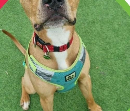 A 10-month-old Staffordshire Bull Terrier, Tex is a young bouncy puppy best with experienced dog owners. He has heaps of energy and will need basic training.