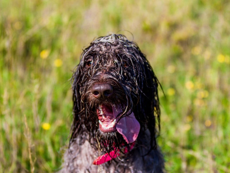 Drookit. Meaning: Drenched, soaked through.Example: "You’re drooket after being out in that torrential rain."