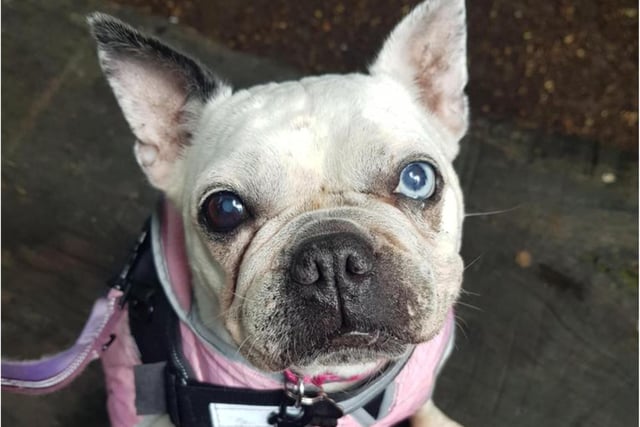 This French Bulldog is just over nine years old and is very affectionate. She has had a very unsettled life but despite this, is a wonderful girl who has a lot of love to give. 
She travels well in cars, loves her food and is most definitely a lap dog. 
Gizzy should live no more than 10 miles away from Thornberry so that she can continue to receive veterinary care for an ongoing medical condition, for which Thornberry will cover the costs.