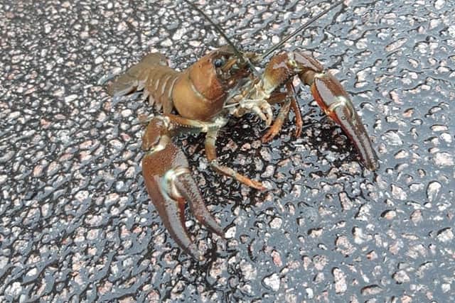 A Sheffield woman found what she believes to be an American crayfish near her home in Winn Gardens earlier today.
