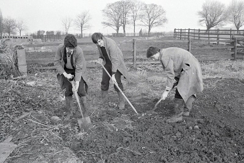 Ashfield School's farm, pictured here 40 years ago.