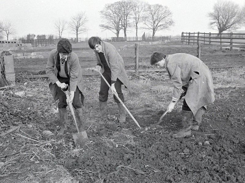 Ashfield School's farm, pictured here 40 years ago.