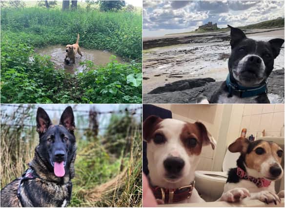 Gazette readers have been sharing their best pet pictures for National Dog Day.