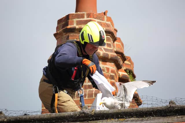A seagull is rescued after being trapped on a rooftop during lockdown