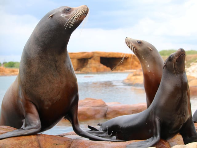 The sea lions moved in to their new home, Point Lobos, the largest purpose-built habitat of its kind in the world! This unique world-class reserve showcases two naturalistic lakes featuring varying water depths, authentic sandy shorelines, sheltered caves, grass banks and rocky beaches. The reserve is home to a family of Californian Sea Lions, who can stay under water for up to 10 minutes at a time! They are extremely strong swimmers and can reach speeds of nearly 20 miles per hour in the water. The sea lions were visited by royalty when HRH the Earl of Wessex officially opened their habitat in November.