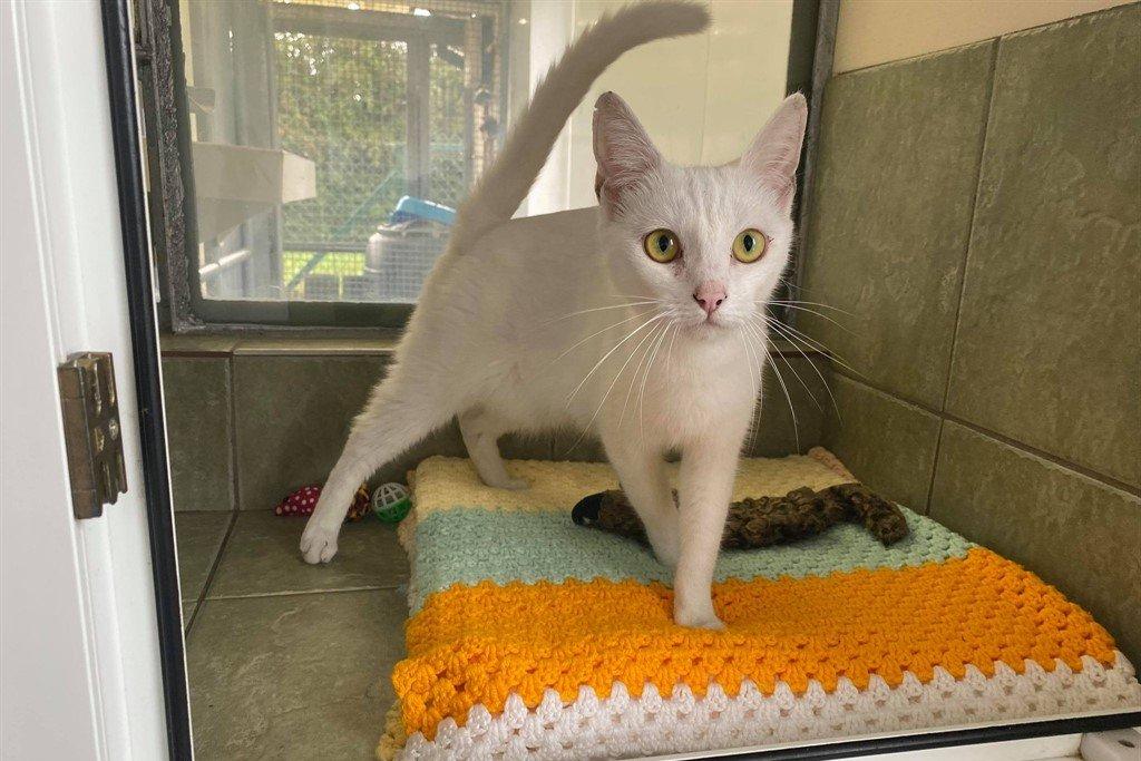 These animals are up for adoption.