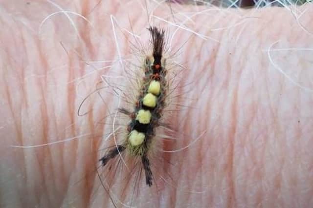 A vapourer moth caterpillar