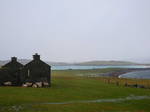 Sheep finding shelter from the storm in Shetland (Photo: Catherine Munro).