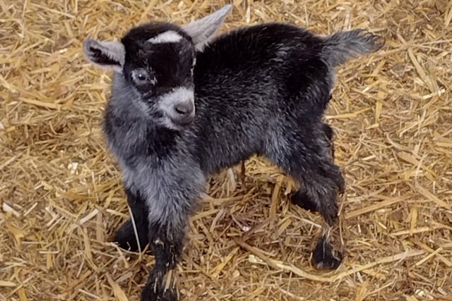 Newborn pygmy goat taken by Catherine Langan