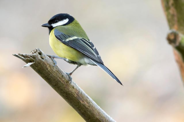 The Great Tit takes 8th spot in the Northumberland rankings, down one place.